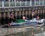 TP.HCM chỉ đạo giảm đàn để phòng cá chết ở kênh Nhiêu Lộc - Thị Nghè