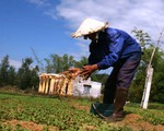Làng ĐH Đà Nẵng treo hơn 20 năm đang chuyển động