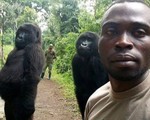 Khỉ đột tạo dáng chụp ảnh selfie cùng kiểm lâm