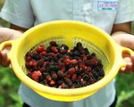 Lạc vào vườn dâu tằm mọng quả ở Hội An