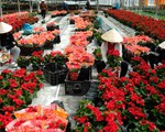 Nông sản Đà Lạt dự tính lên sàn Amazon