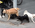 Khổ vì... chó thả rông, còn đến bao giờ?