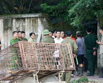 Chủ đàn chó cắn chết bé trai có thể ở tù