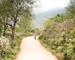 Tà Xùa mùa xuân muôn sắc hoa