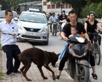Cả xóm, cả công viên... xanh mặt với chó 