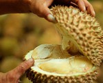 Thư viện đại học Úc sơ tán khẩn vì... mùi sầu riêng