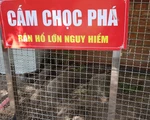 Còn nhiều rắn hổ mây 