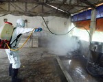 Cục trưởng chăn nuôi cảm thấy 'bí' kiểm soát và ngăn chặn dịch tả heo