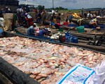Cá lồng bè lại chết trắng sông La Ngà