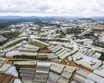 Nếu một mai Đà Lạt, Sa Pa...