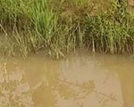 Cứu con 4 tuổi rơi xuống hồ, mẹ mang thai chết cùng con