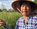 Dân kêu cứu vì mùi hôi kinh khủng từ trại heo mới xây