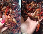 Kiểm soát chặt cửa khẩu để ngăn chặn tôm hùm đất