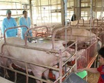Cần Thơ là địa phương thứ 6 ở ĐBSCL có dịch tả heo châu Phi