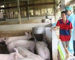 Tiêu hủy trên 1,7 triệu con heo trong vùng nhiễm tả heo châu Phi