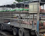 Heo nhiễm dịch tả châu Phi vẫn chở đem bán ở nhiều nơi tại Quảng Nam