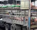 Xe chở heo nhiễm tả được qua chốt kiểm dịch, dừng lại bán mới bị bắt