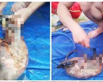 Hà Tĩnh xác minh vụ làm thịt chồn bay, khoe Facebook