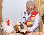 Con mèo Xiêm trong lễ đăng cơ của vua Thái là mèo giả hay thật?