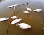 Cá chết trắng sông Bàn Thạch, do sông nhiễm mặn hay ô nhiễm?