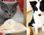 Bật cười mèo ngất xỉu, chó che mũi khi ngửi mùi sầu riêng