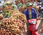 Tái diễn tắc đường mùa vải thiều Lục Ngạn