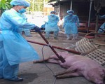 TP.HCM ban hành mức hỗ trợ người chăn nuôi có heo bị dịch tả châu Phi