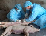 Long An là tỉnh thứ 12 của ĐBSCL có dịch tả heo châu Phi