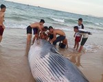 Xác cá voi nặng hơn 2 tấn dạt vào bờ biển Khánh Hòa