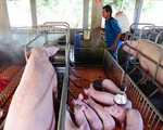 Phòng chống dịch tả heo: Tư duy khác để không 