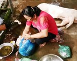 Phát hiện heo bệnh chết ở lò quay không phép