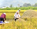 Mùa lúa vàng trên cánh đồng Mường Tấc vùng Tây Bắc