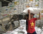 Xuất khẩu gạo giảm mạnh tạo áp lực lên tiêu thụ lúa hè thu