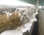 Trang trại nuôi dê gây ô nhiễm, người dân sống chung với ruồi