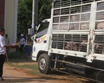 Heo nuôi trong chuồng không rõ dịch tả heo châu Phi xâm nhập từ đâu