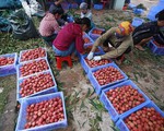 Tuần lễ vải thiều Lục Ngạn tại thủ đô Hà Nội