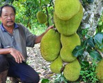 Thương lái Trung Quốc buông, mít rớt giá thảm hại