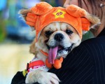 Chó cảnh xinh, hiền cũng tiềm ẩn nguy cơ gây chết người