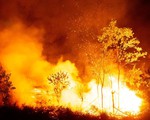 Dân đốt cành lá keo rụng, rừng lại cháy ngùn ngụt trong đêm Hà Tĩnh