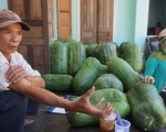 Mỗi trái bí khổng lồ nặng... 50 kí, mỗi ngày bí lớn thêm.. 1 kí