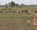 Thái Lan huy động quân đội hỗ trợ dân bị hạn hán