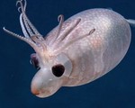Ngộ nghĩnh loài mực đáng yêu như chú heo con