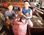 Không xuất được mực khô sang Trung Quốc, tỉnh Quảng Nam 
