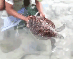 Cứu rùa biển quý hiếm khỏi lưới nhựa ở Côn Đảo