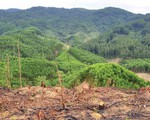 Ngăn cháy rừng từ chính sách lâm nghiệp