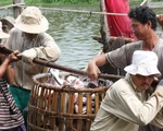 Người nuôi cá tra cũng hóng tỉ giá và thương chiến Mỹ - Trung