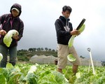 Rau Đà Lạt tăng giá, nguy cơ thiếu hụt vì mưa lũ