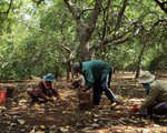 102 hộ trong một xã vướng tín dụng đen, vay 160 triệu lãi lên... 1,6 tỉ