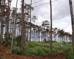 Bắt giam cán bộ ngân hàng thuê người đầu độc thông rừng để chiếm đất