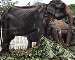Bàng hoàng ảnh voi 70 tuổi gầy trơ xương sau lớp áo lễ hội